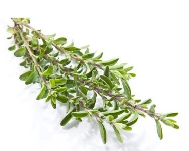 thyme-oil_1